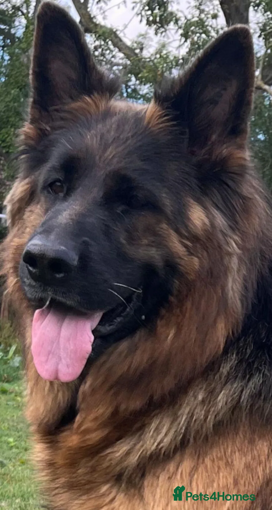 German Shepherd dogs for sale: Stunning Pedigree Female German Shepherd Puppy - Advert 6