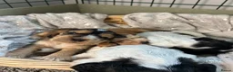 Cocker Spaniel dogs for sale: Cocker Spaniel puppies - ready 9/9/26 - Advert 17