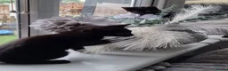 Mixed Breed cats for sale: Female kittens available  in Walsall - Advert 5
