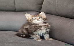 Maine Coon cats for sale: GCCF Pedigree Maine Coon Kittens for sale  - Image 32