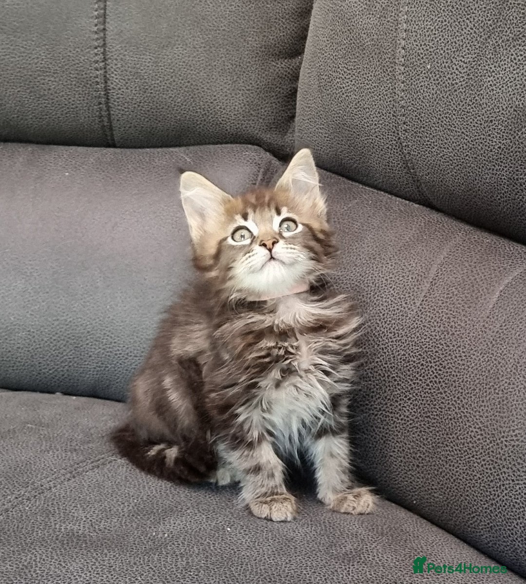 Maine Coon cats for sale: GCCF Pedigree Maine Coon Kittens for sale  - Image 32
