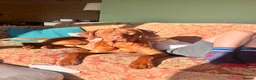 Hungarian Vizsla dogs for sale: 18 month old make vizsla for rehome - Advert 7