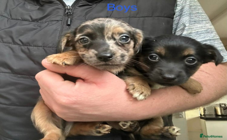 Jack Russell dogs - Advert 4