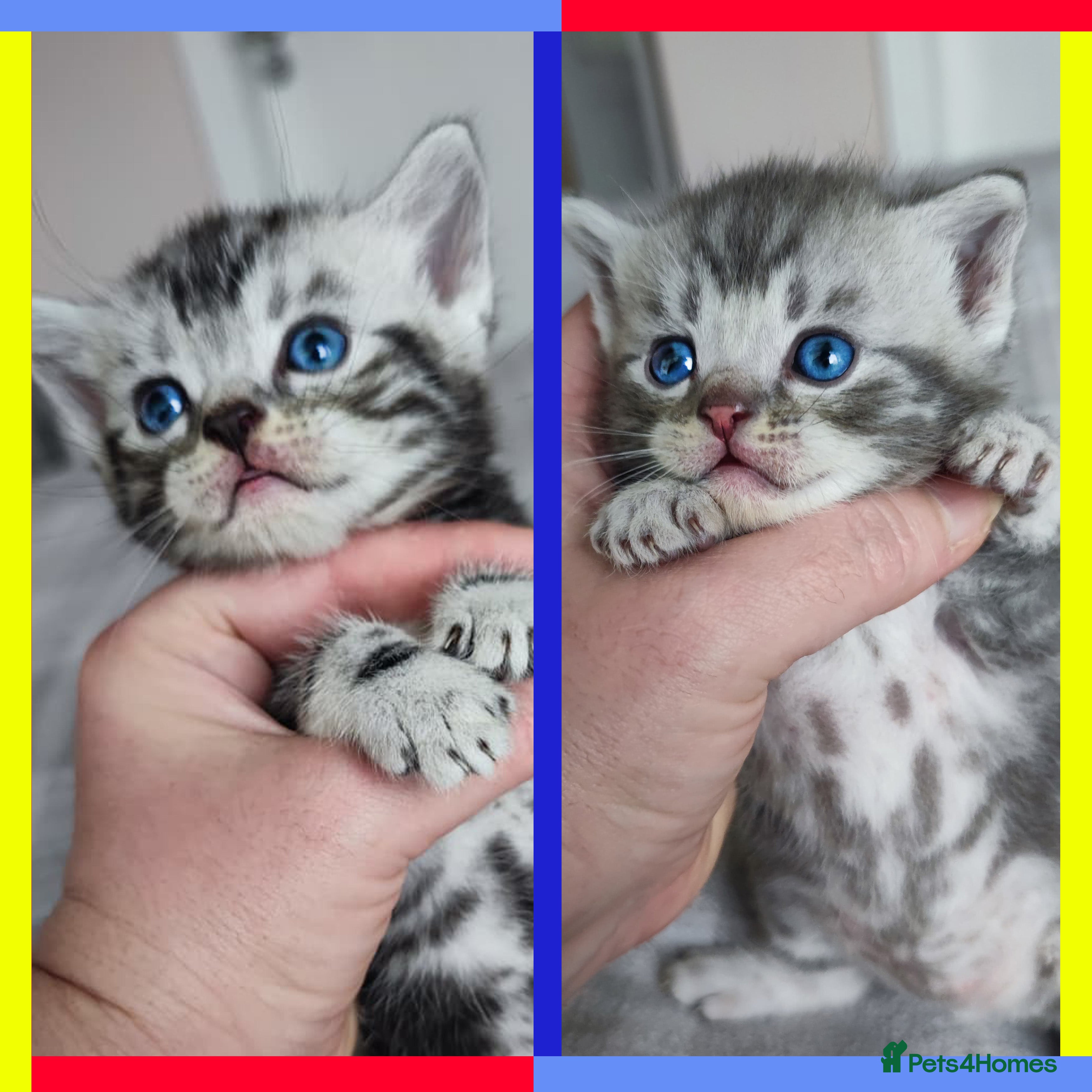 British Shorthair cats 2 LEFT!✨Pedigree GCCF Pure BSH Tabby Kittens✨ - Advert 10