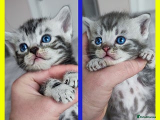 British Shorthair cats 2 LEFT!✨Pedigree GCCF Pure BSH Tabby Kittens✨ - Advert 10