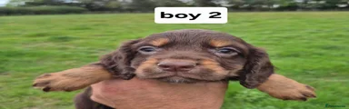 Cocker Spaniel 2