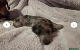 Doxiepoo dogs for sale: Doxipoo  - Image 7