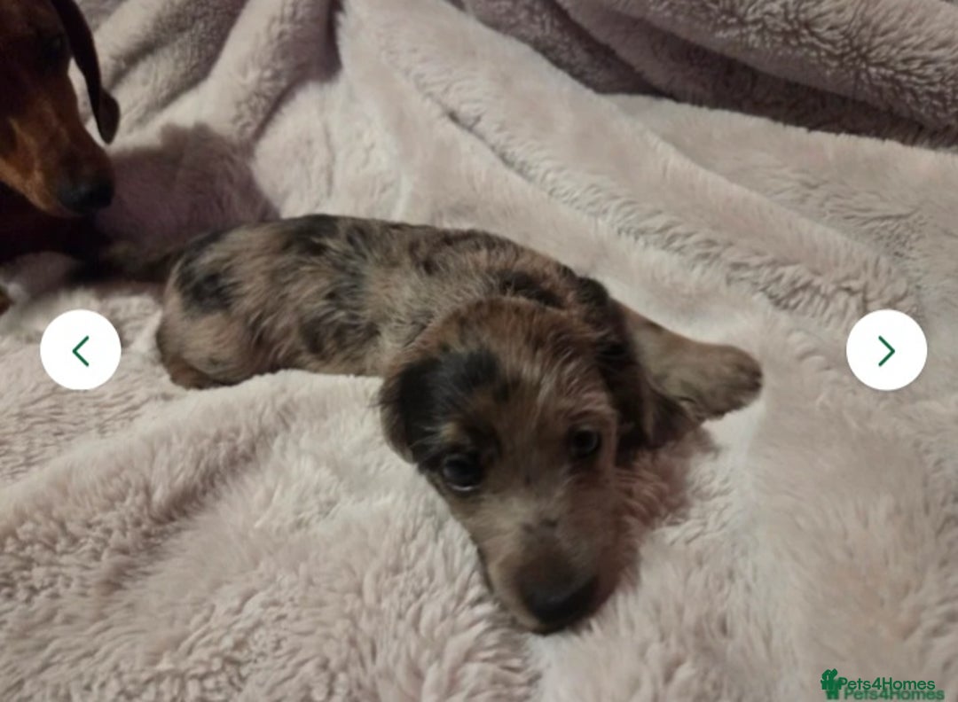 Doxiepoo dogs for sale: Doxipoo  - Image 7