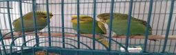 Budgerigars birds for sale: 5 x Budgies all this years birds in Bilston - Advert 1
