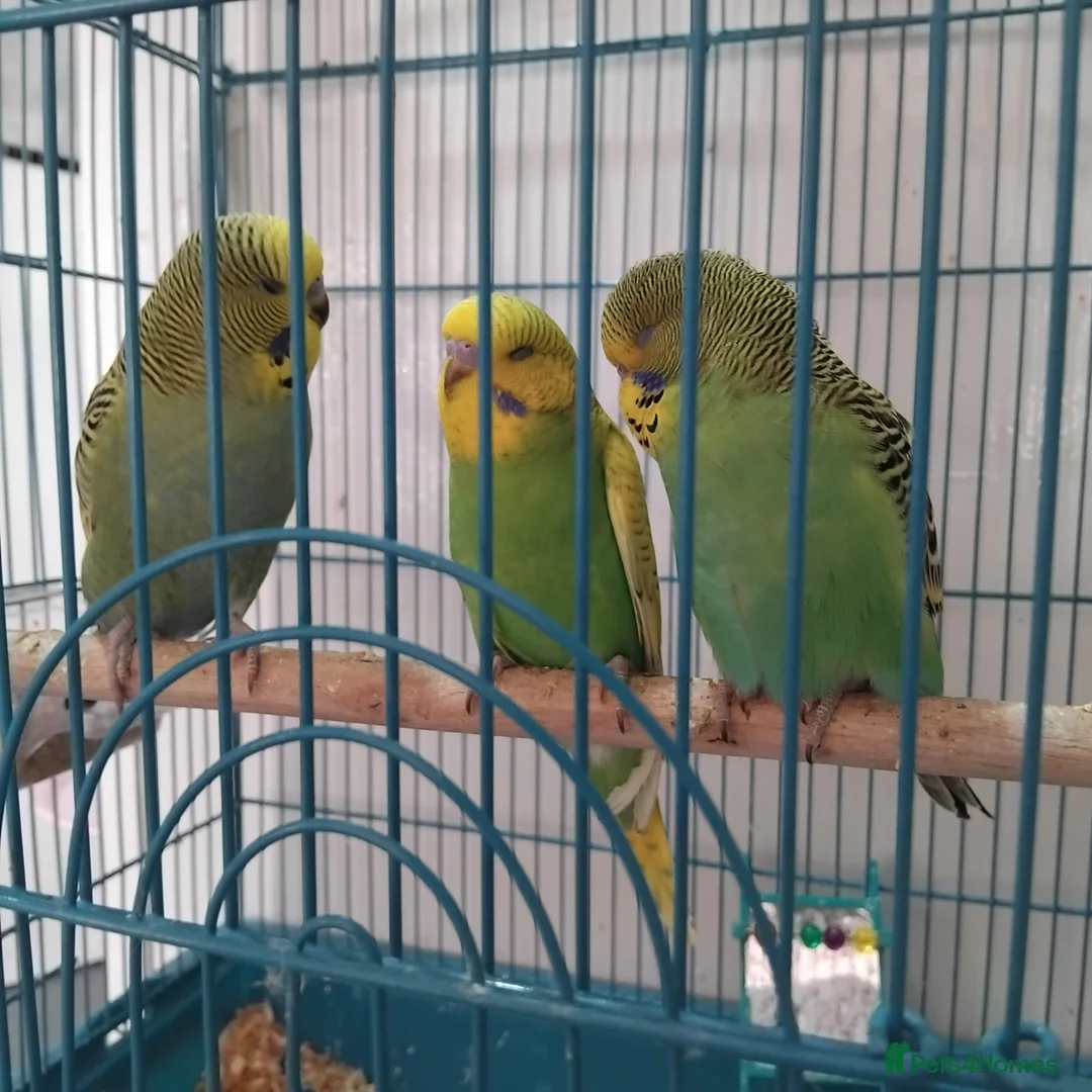Budgerigars birds for sale: 5 x Budgies all this years birds in Bilston - Advert 1
