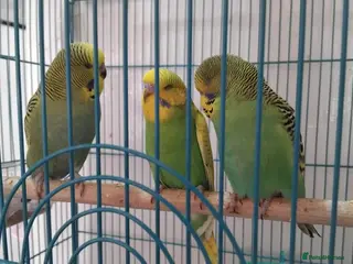 Budgerigars birds 5 x Budgies all this years birds - Advert 1