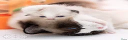 Ragdoll cats for sale: Ragdoll Kitten Girl ZPAE Champion 94% Purity! - Advert 5