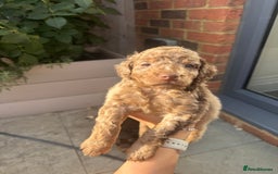 Cockapoo dogs for sale: Merle, Tri& Chocolate f2 Cockapoos (8boys 3girls!) - Image 28