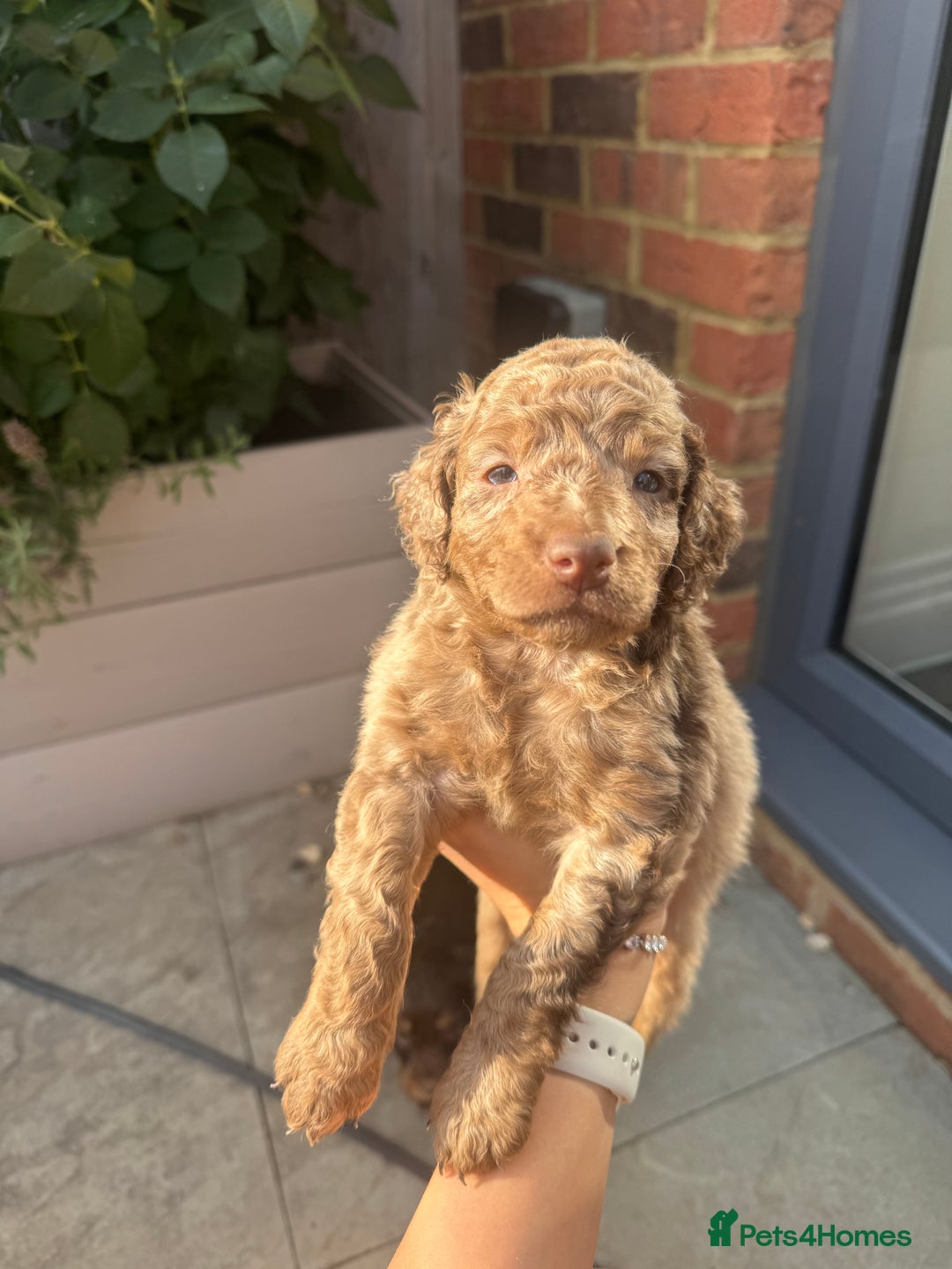 Cockapoo dogs for sale: Merle, Tri& Chocolate f2 Cockapoos (8boys 3girls!) - Image 28