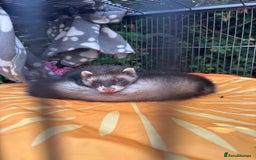 Ferret rodents for sale: 2 Ferret Hobs  - Image 2