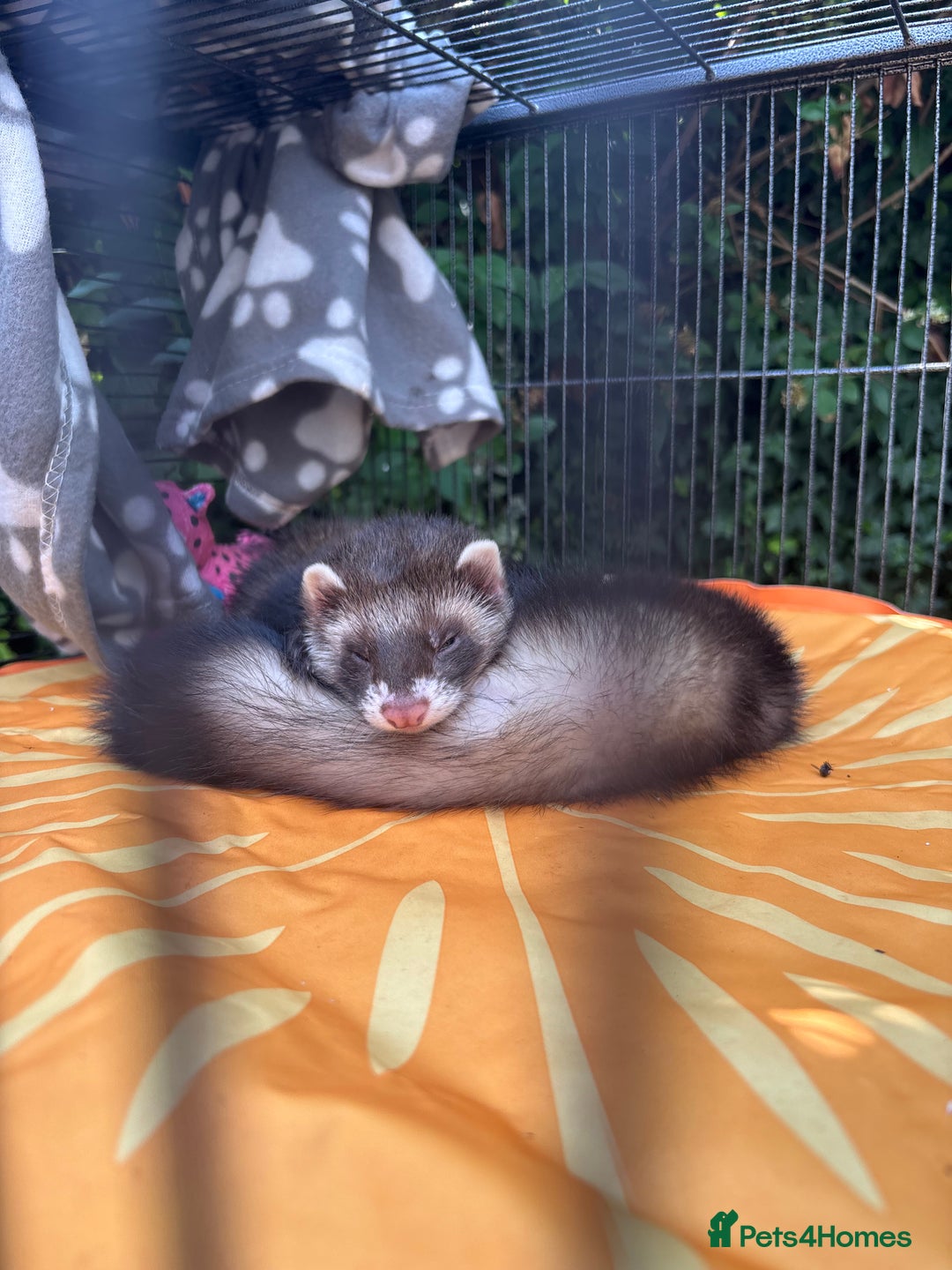 Ferret rodents for sale: 2 Ferret Hobs  - Image 2