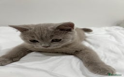 British Shorthair cats for sale: Chunky BSH Lilac Boy Ready Now!  - Image 2
