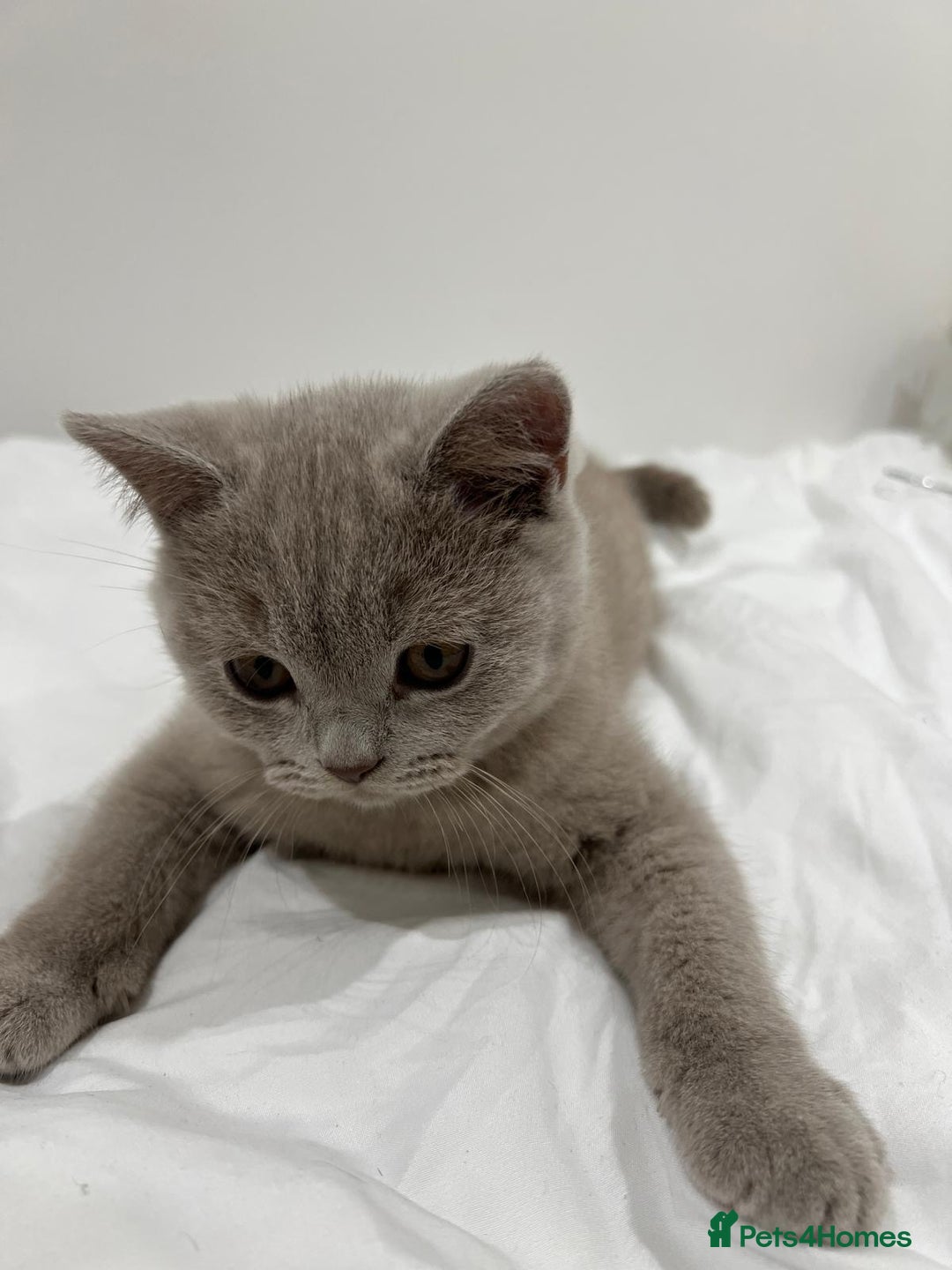 British Shorthair cats for sale: Chunky BSH Lilac Boy Ready Now!  - Image 2