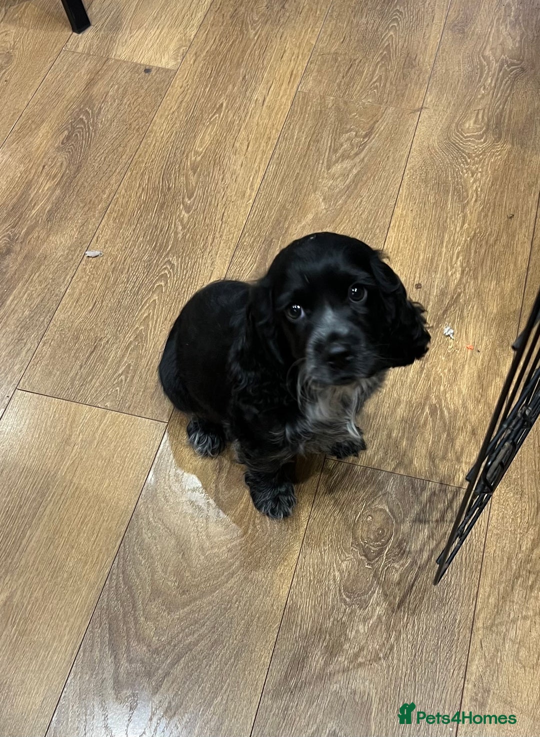 Cocker Spaniel dogs for sale: 🐾 Show Cocker Puppy 🐾 - Advert 6