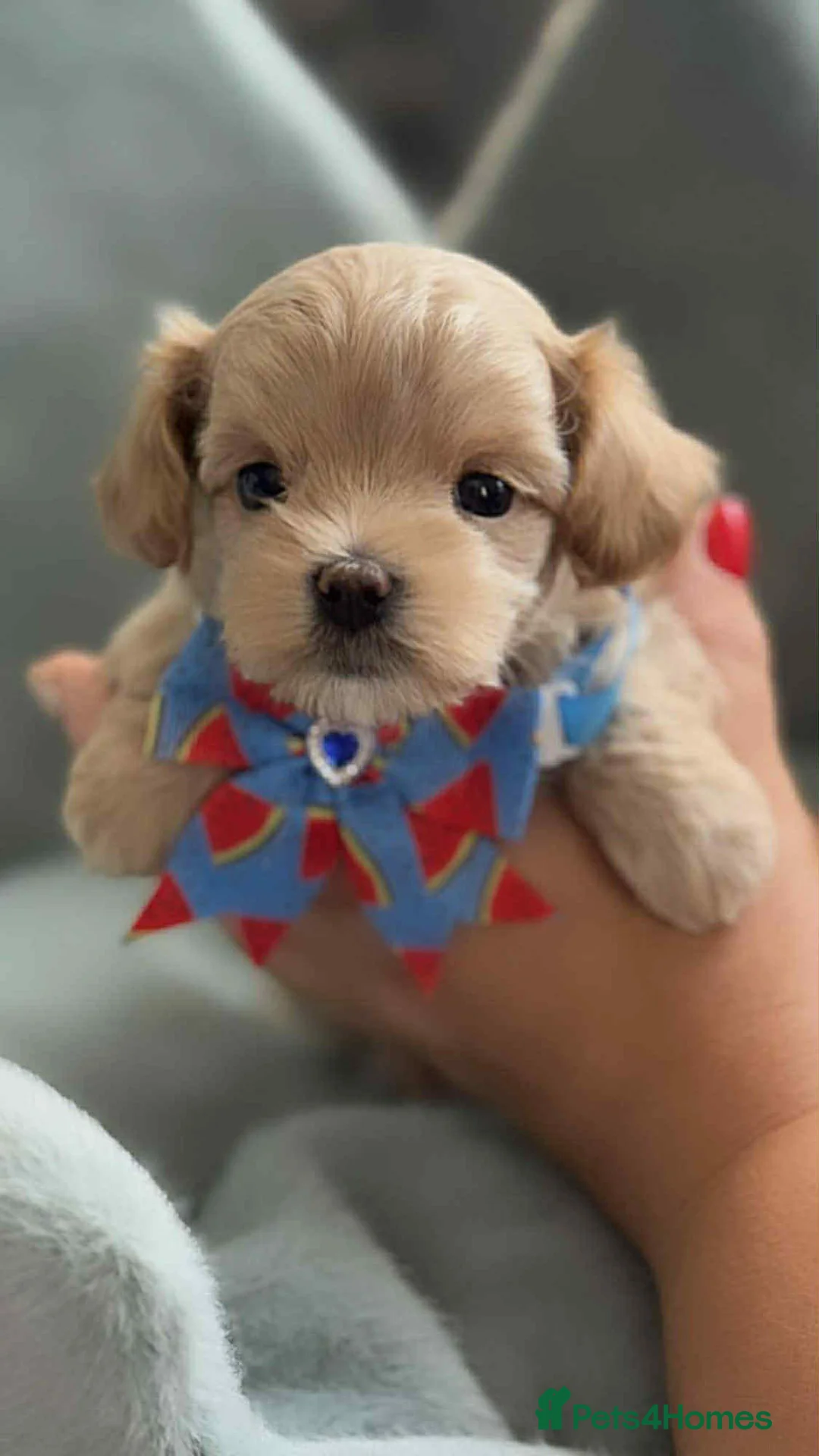 Miniature Poodle dogs for stud: Asian Toy Poodle - TEDDYCUP in Kettering - Advert 6