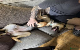 Mixed Breed dogs for adoption: Echo – 9 months old. Female, Mixed breed. - Image 6