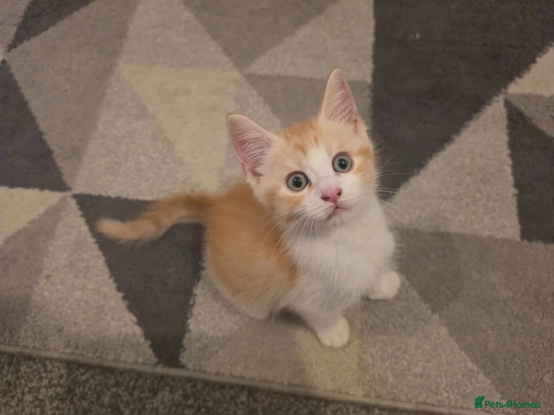 Mixed Breed cats for sale: Last Maine coon X BSH Boy 💙 - Advert 2