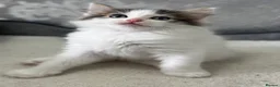 Ragdoll cats for sale: Beautiful Ragdoll Kittens  - Advert 24