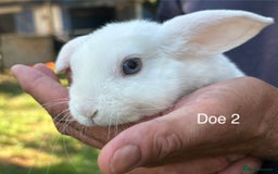 Mini Lop rabbits for sale: Gorgeous Pure Mini Plush Lops - Image 6
