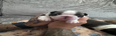 Boston Terrier 1