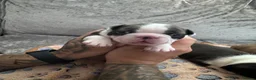 Boston Terrier dogs for sale: KC Registered Boston Terrier Puppies  in Wrexham - Advert 3