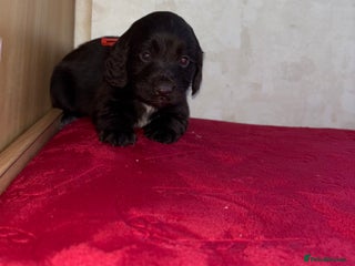 Cocker Spaniel dogs Cocker spaniel puppies - Advert 2