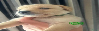 Green collar