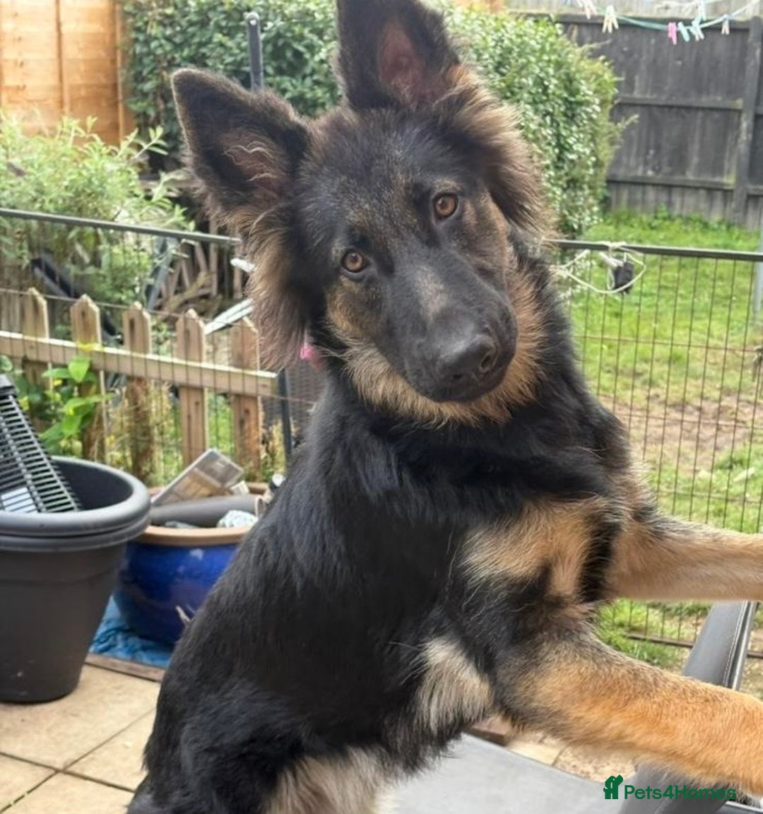 German Shepherd dogs for sale: Beautiful Female GSD - Image 3