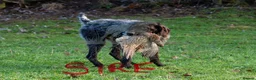 German Wirehaired Pointer dogs for sale: KC Registered German Wirehaired Pointer Puppies - Advert 16
