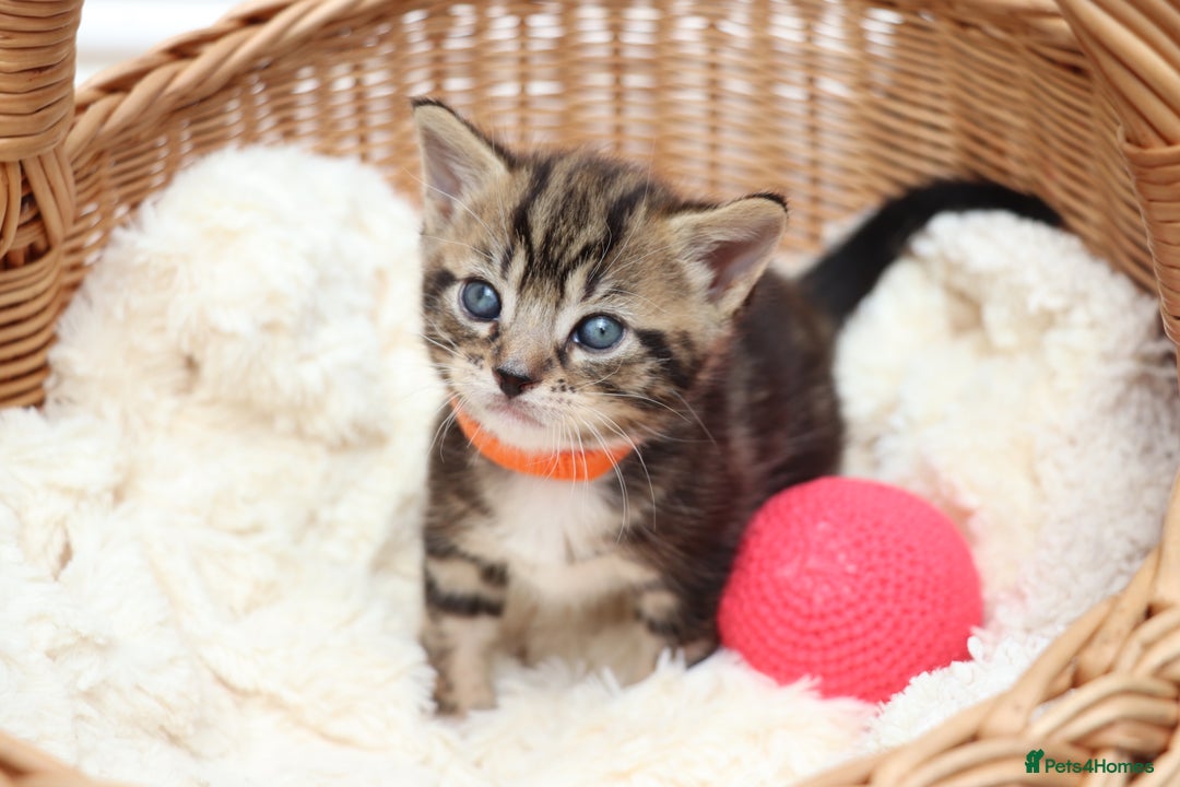 Mixed Breed cats for sale: Beautiful Kittens - Image 7
