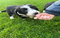 Bearded Collie dogs for sale: Six beautiful Beardie puppies for sale - Image 16