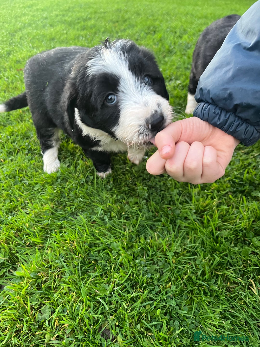 Bearded Collie dogs for sale: Six beautiful Beardie puppies for sale - Image 16