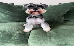 Miniature Schnauzer dogs for sale: Miniture shnauzer puppies - Image 8