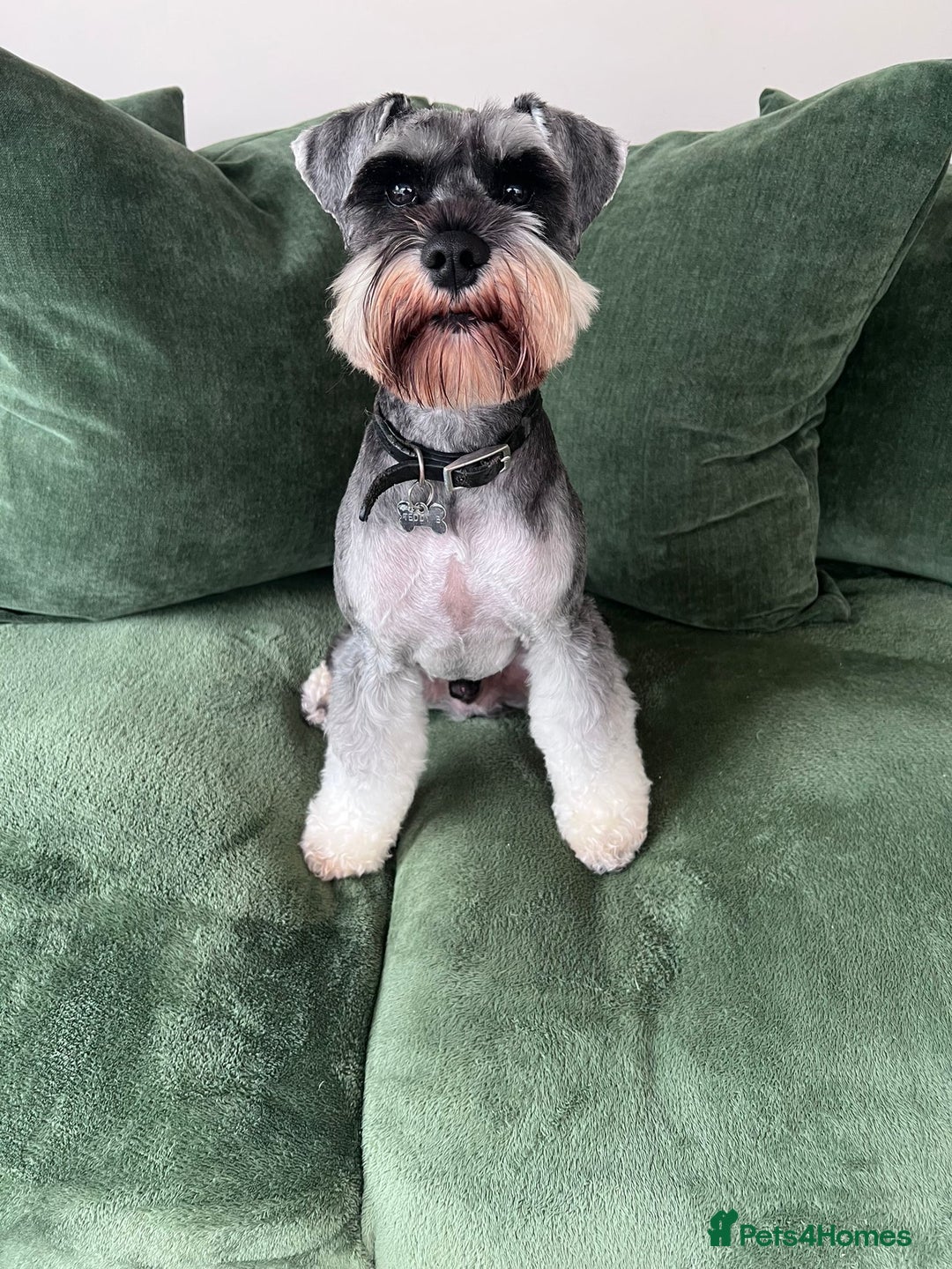 Miniature Schnauzer dogs for sale: Miniture shnauzer puppies - Image 8
