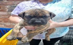 Presa Canario dogs for sale: Presa canario puppies - Image 8