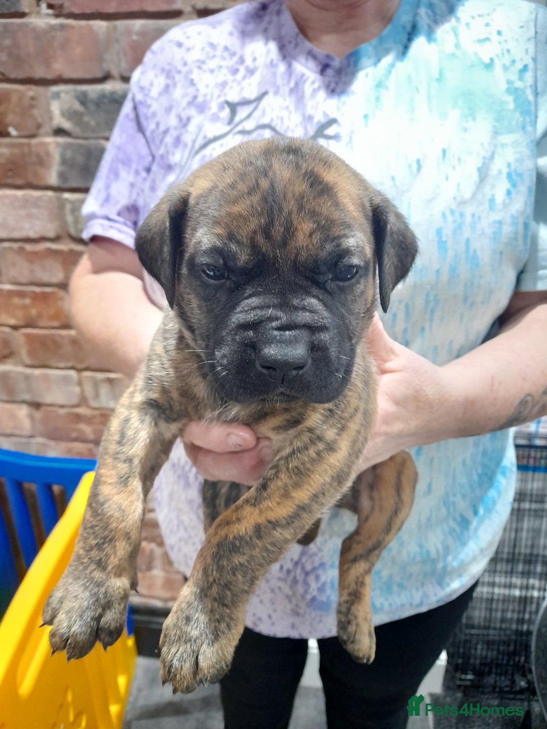 Presa Canario dogs for sale: Presa canario puppies - Image 8