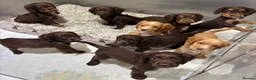 Cocker Spaniel dogs for sale: Beautiful kc working cocker spaniels  - Advert 7
