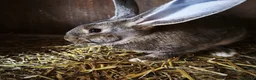 Continental Giant rabbits for sale: Continental giant baby rabbits - Advert 3