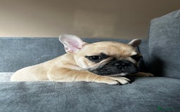 French Bulldog dogs for sale: KC, standard colours French Bulldog puppies🐾 - Image 20