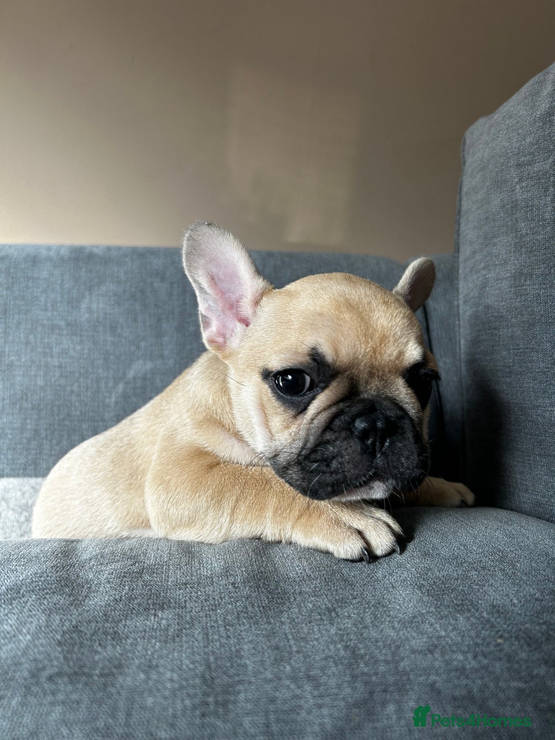 French Bulldog dogs for sale: KC, standard colours French Bulldog puppies🐾 - Image 20