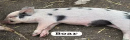 Pig livestock for sale: 🐷🍒Cherry’s delightful litter of Mini Pigs🍒🐷 - Advert 7