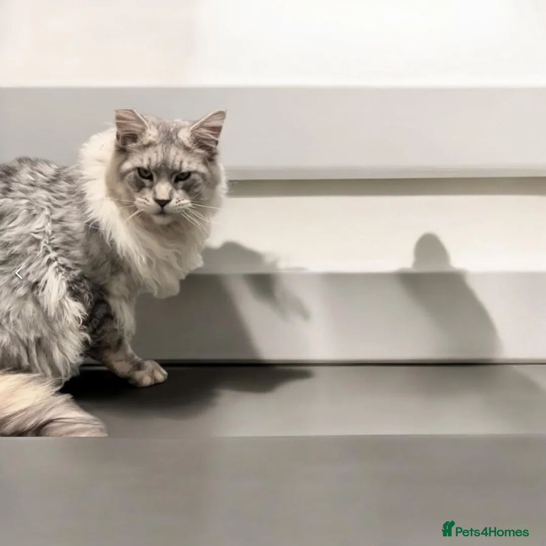 Maine Coon cats for stud: TICA High silver Maine coon stud in Brighouse - Advert 7