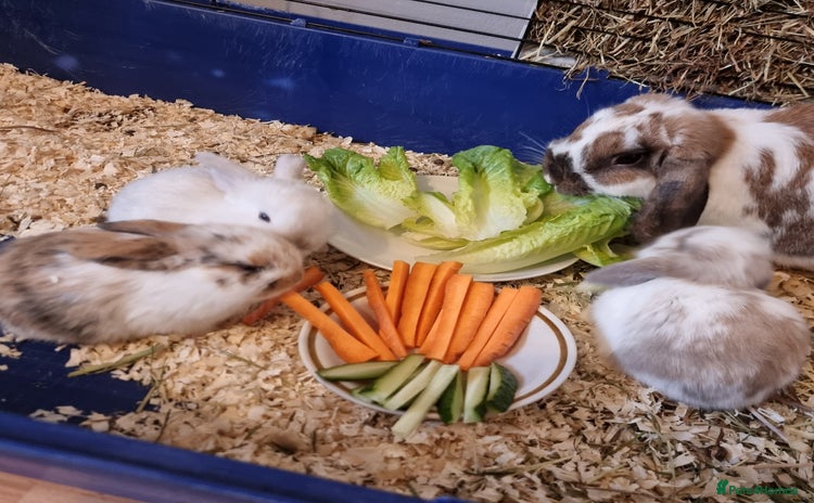 Mixed Breed rabbits - Advert 6