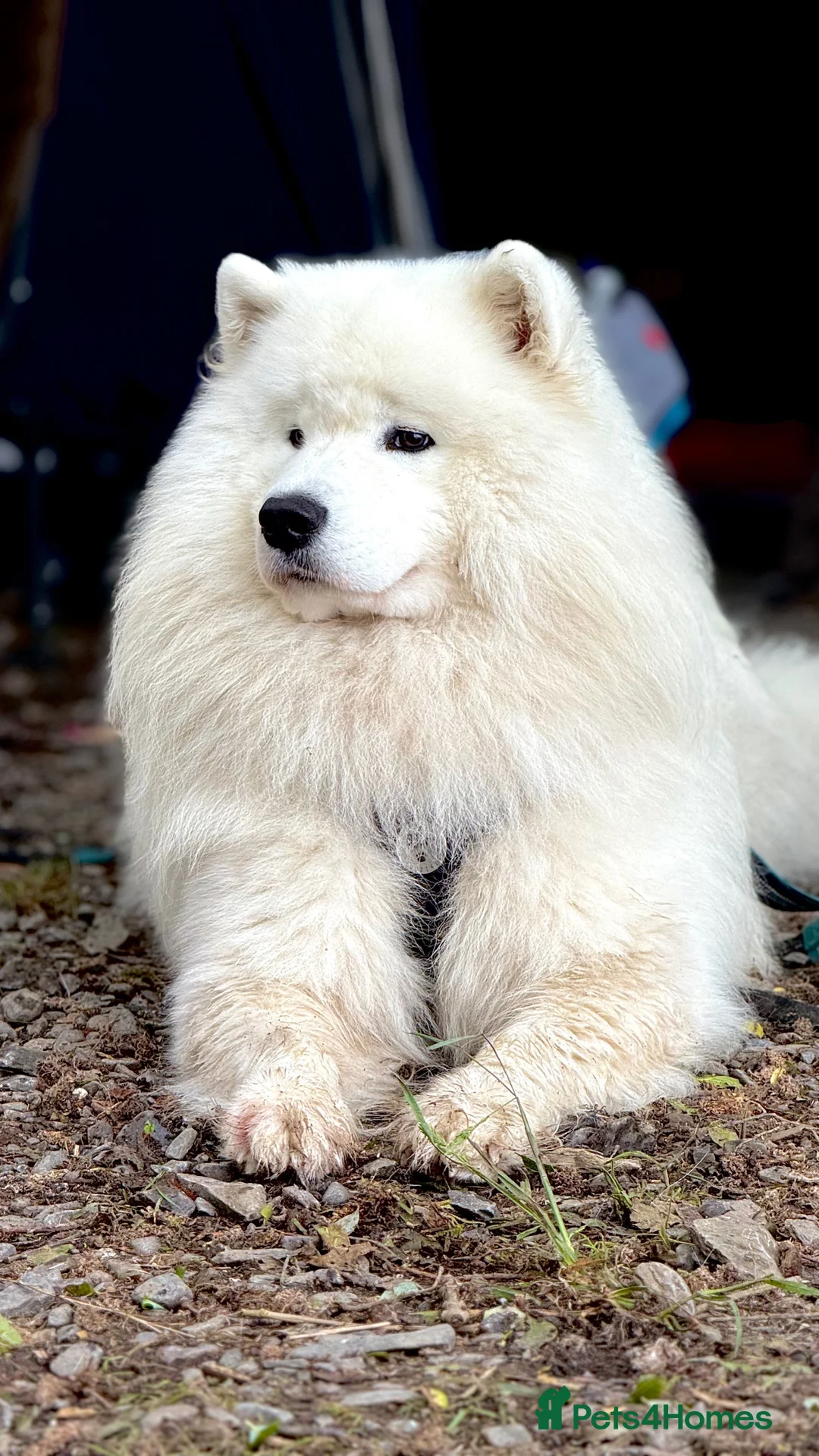 Samoyed dogs for stud: Elite Samoyed Stud–A Genetic Freek Bear Face type. in Deeside - Advert 12