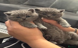 British Shorthair cats for sale: Five cute and naughty kittens for sale - Image 8